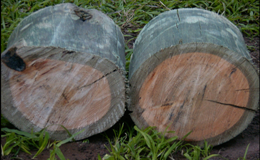 Figure 4 top left: Eucalyptus pole showing treated sapwood and untreated heartwood core