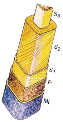 microfibril