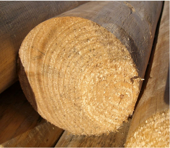 pole sap removed