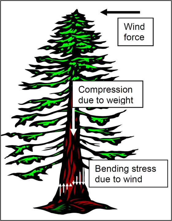 figure 2 - stresses in a tree trunk
