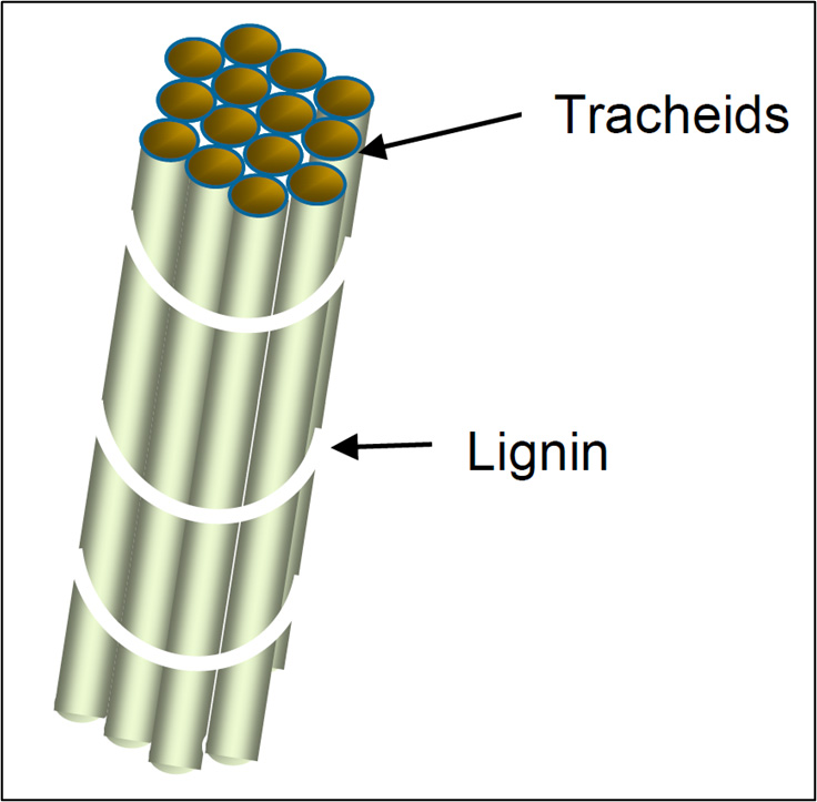 figure 3 - wood structure simplified